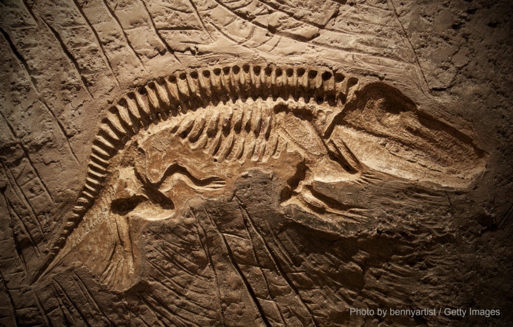 See fossils at the Albuquerque Natural History Museum