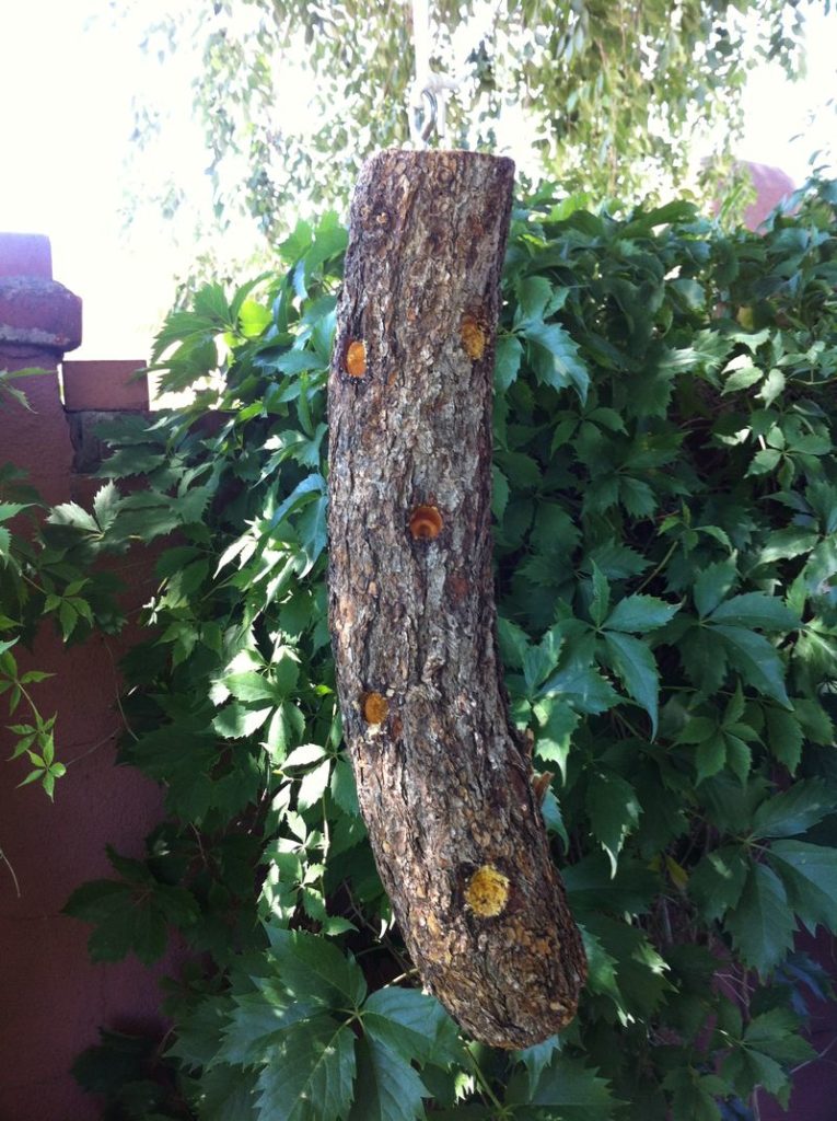 bark butter log