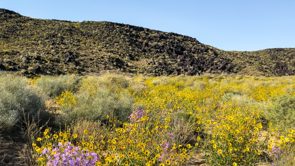 Wildflowers bloom at the Boca Negra Canyon in Albuquerque - a great place for Albuquerque hiking