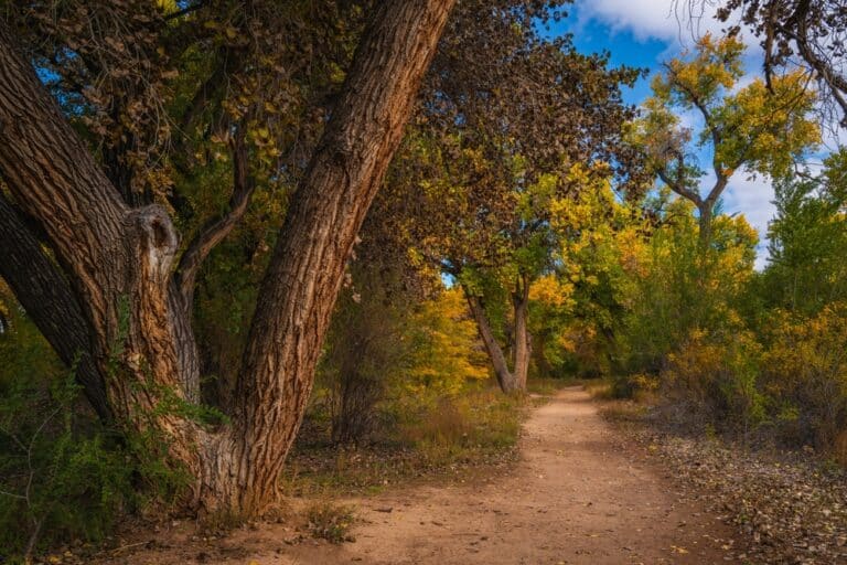 The Paseo Del Bosque Trail Is The #1 Best Trail In Fall