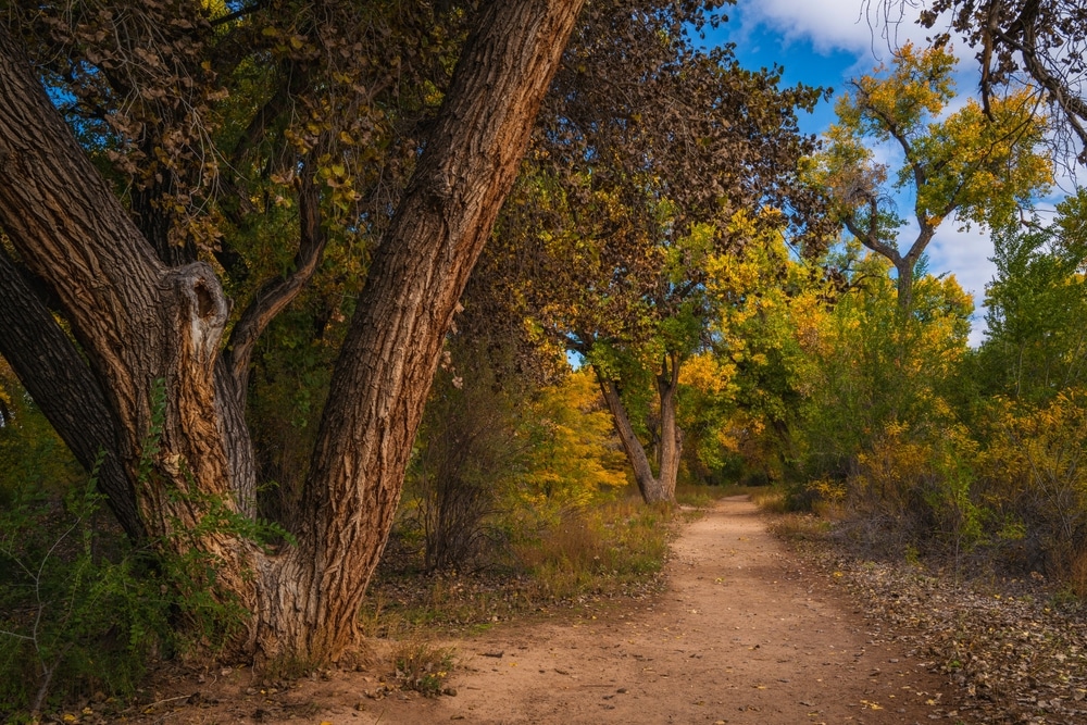 The Paseo del Bosque is one of the best Albuquerque bike trails near our Bed and Breakfast