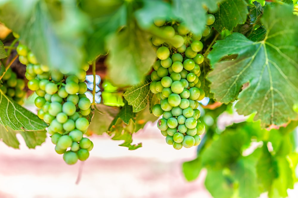 Grapes in a vineyard at wineries in Albuquerque