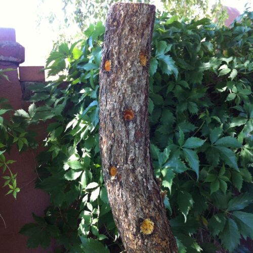 A hanging log with several holes in its bark, positioned against a background of lush green foliage and a red fence.