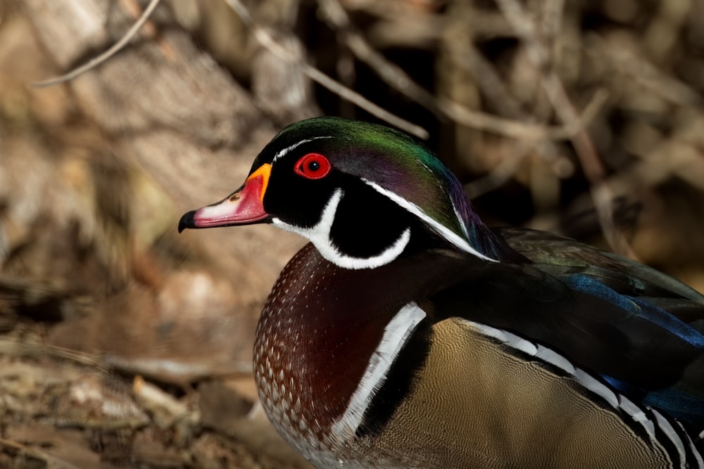 Close-up side view of a male wood duck with colorful plumage, red eye, and intricate black and white facial markings.