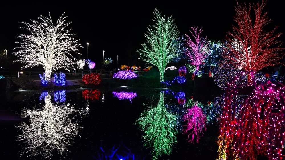 Trees decorated with colorful holiday lights at night, reflecting in a dark body of water.